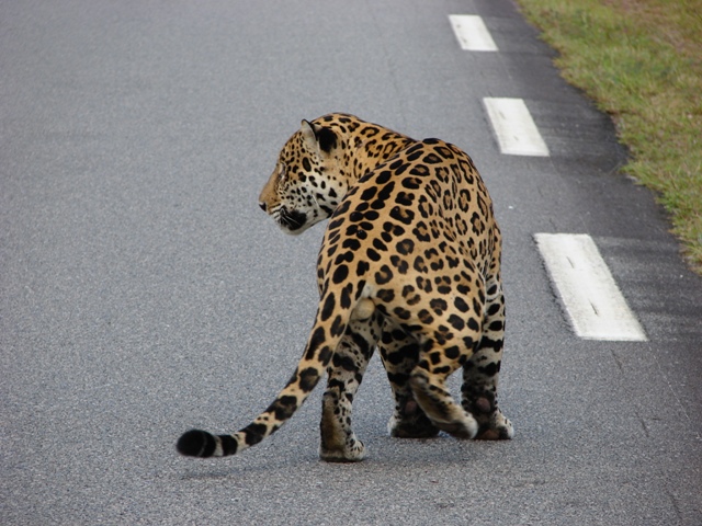 puma animal guyane