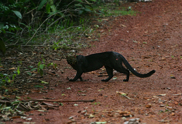 puma animal guyane